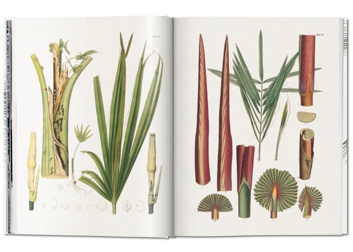 Taschen Martius. The Book of Palms