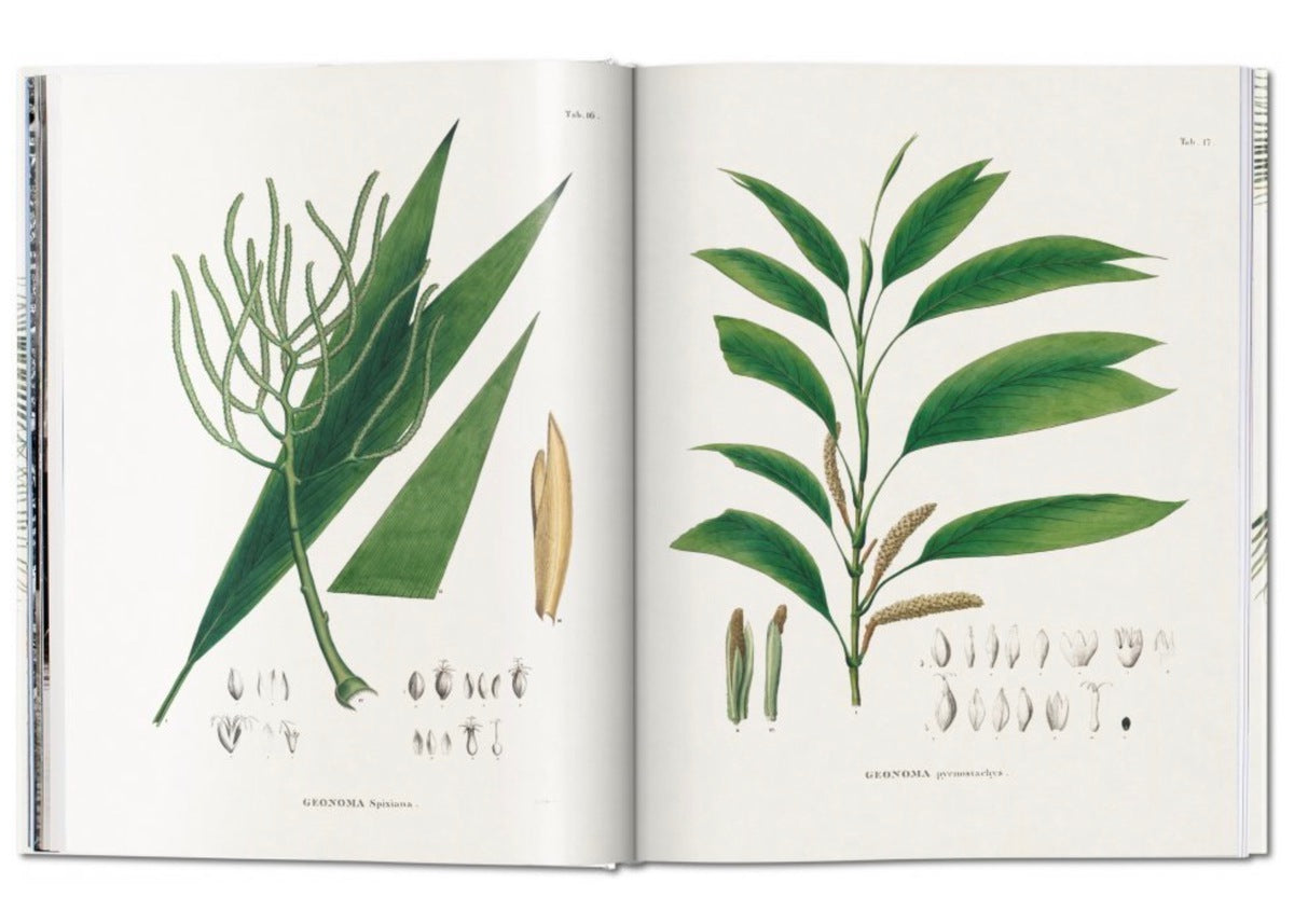 Taschen Martius. The Book of Palms